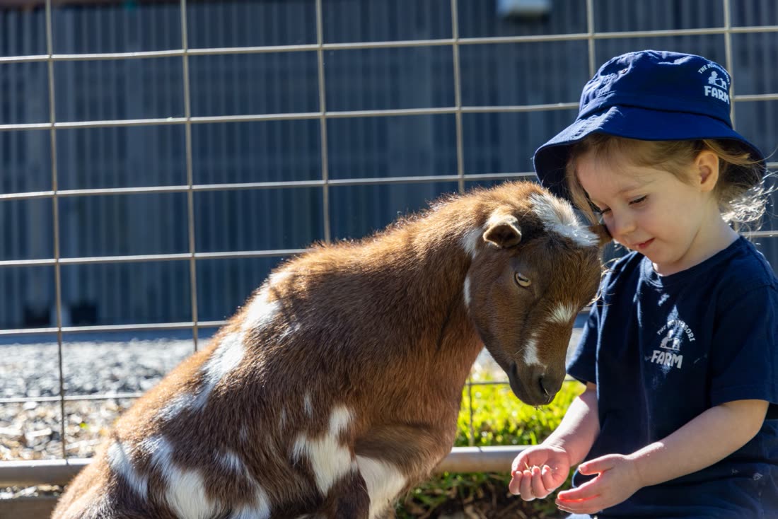 A child feeding one of the miniature goats