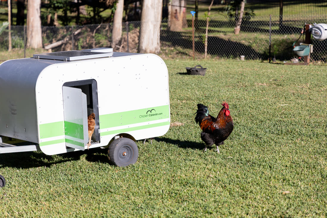Chickens and the mobile chicken coop